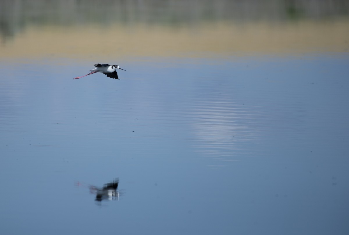 Black-necked Stilt - ML166886381