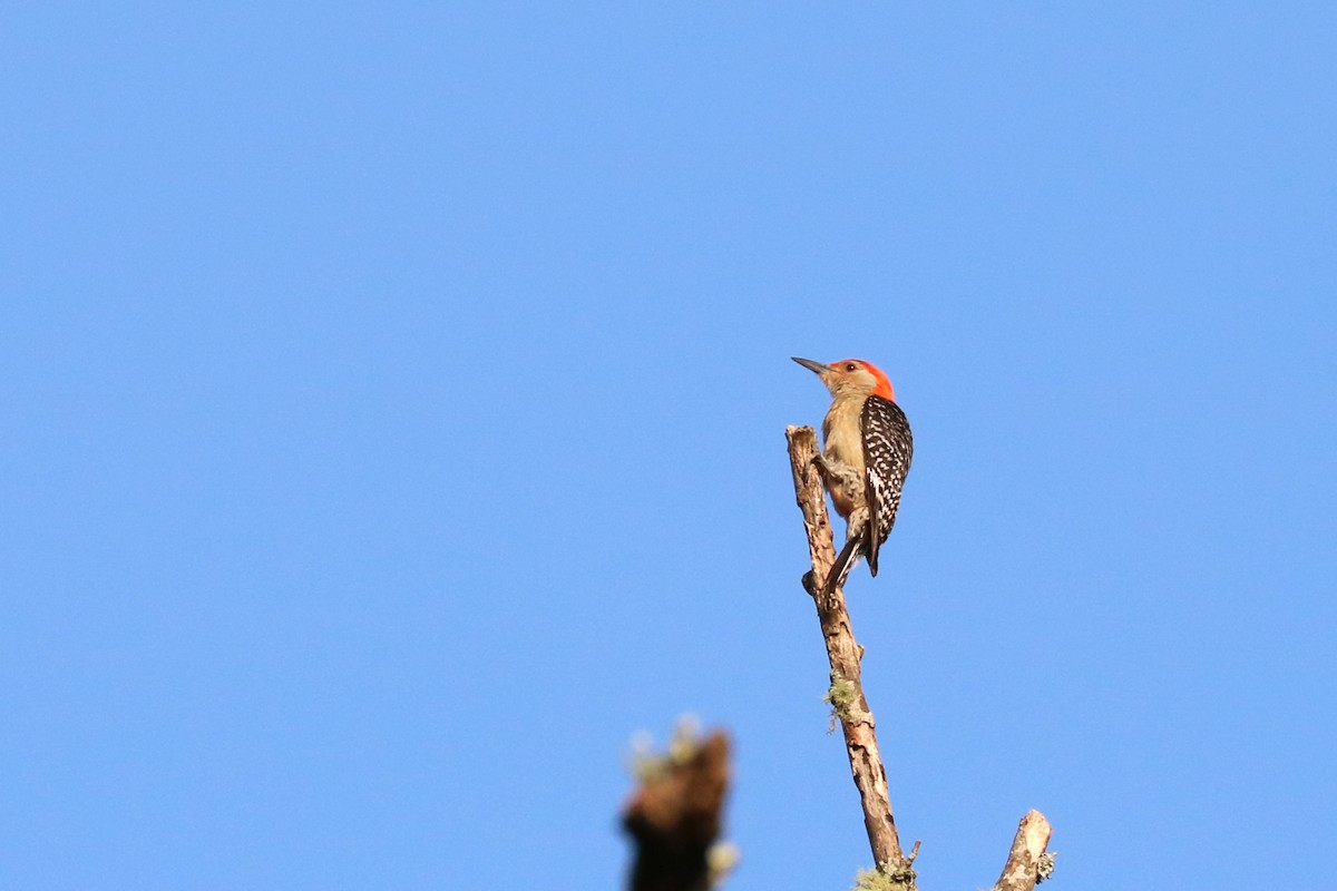 Red-bellied Woodpecker - ML166888171