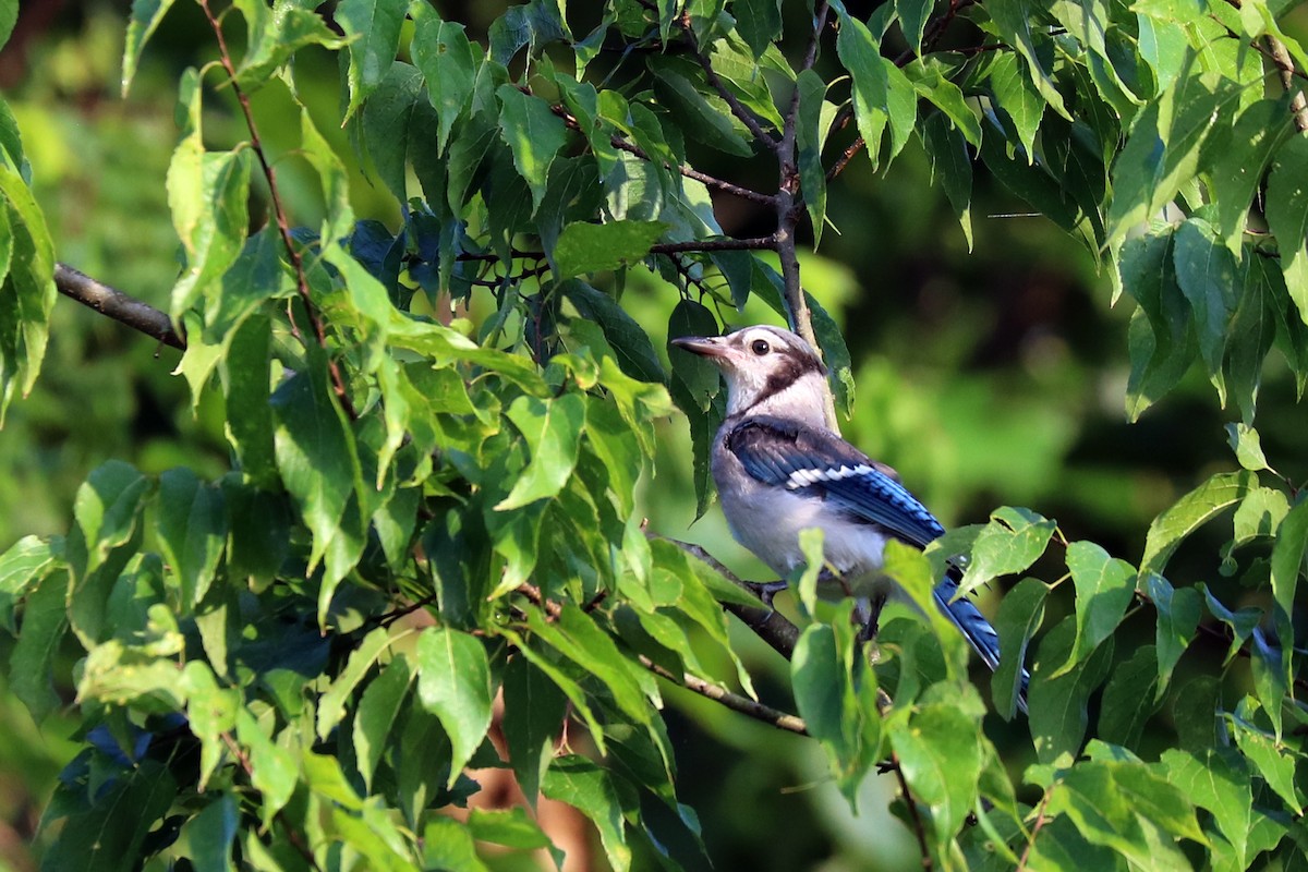 Blue Jay - ML166888271