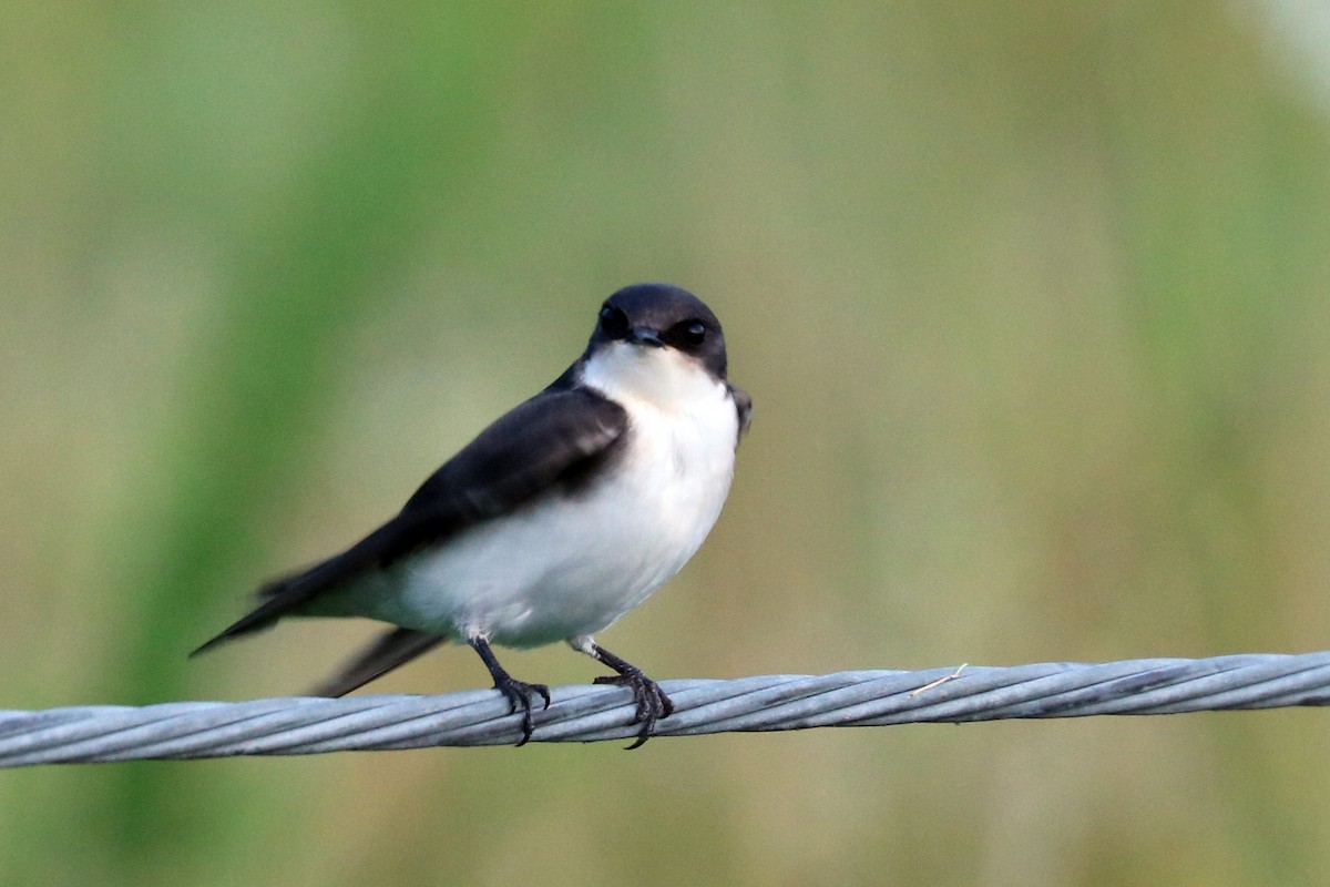 Tree Swallow - ML166888361