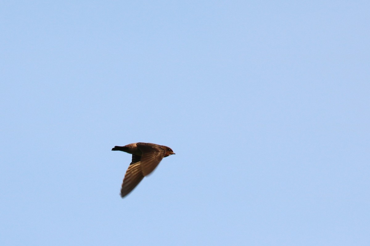 Cliff Swallow - ML166888381