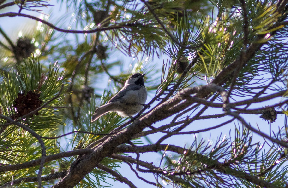 Mountain Chickadee - ML166888451