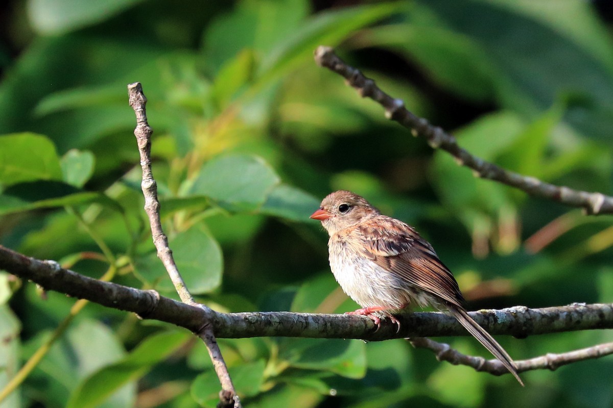 Field Sparrow - ML166888481