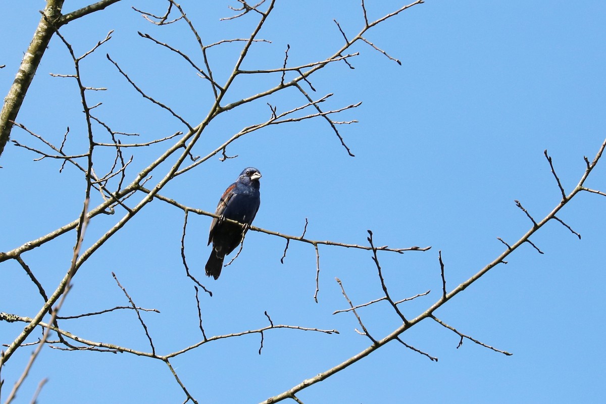 Blue Grosbeak - ML166888521