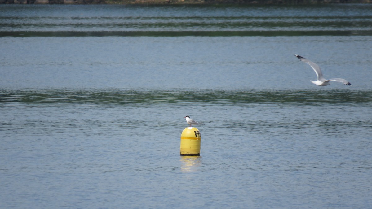 Common Tern - ML166888901