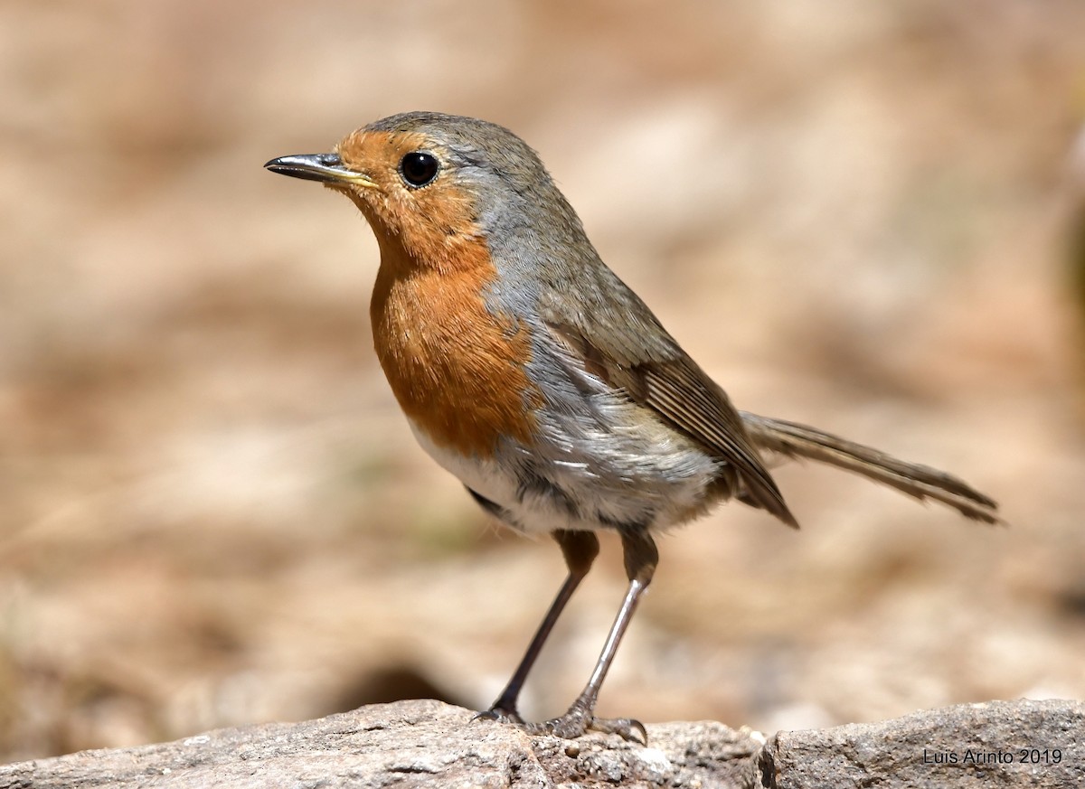 European Robin - Luis Arinto