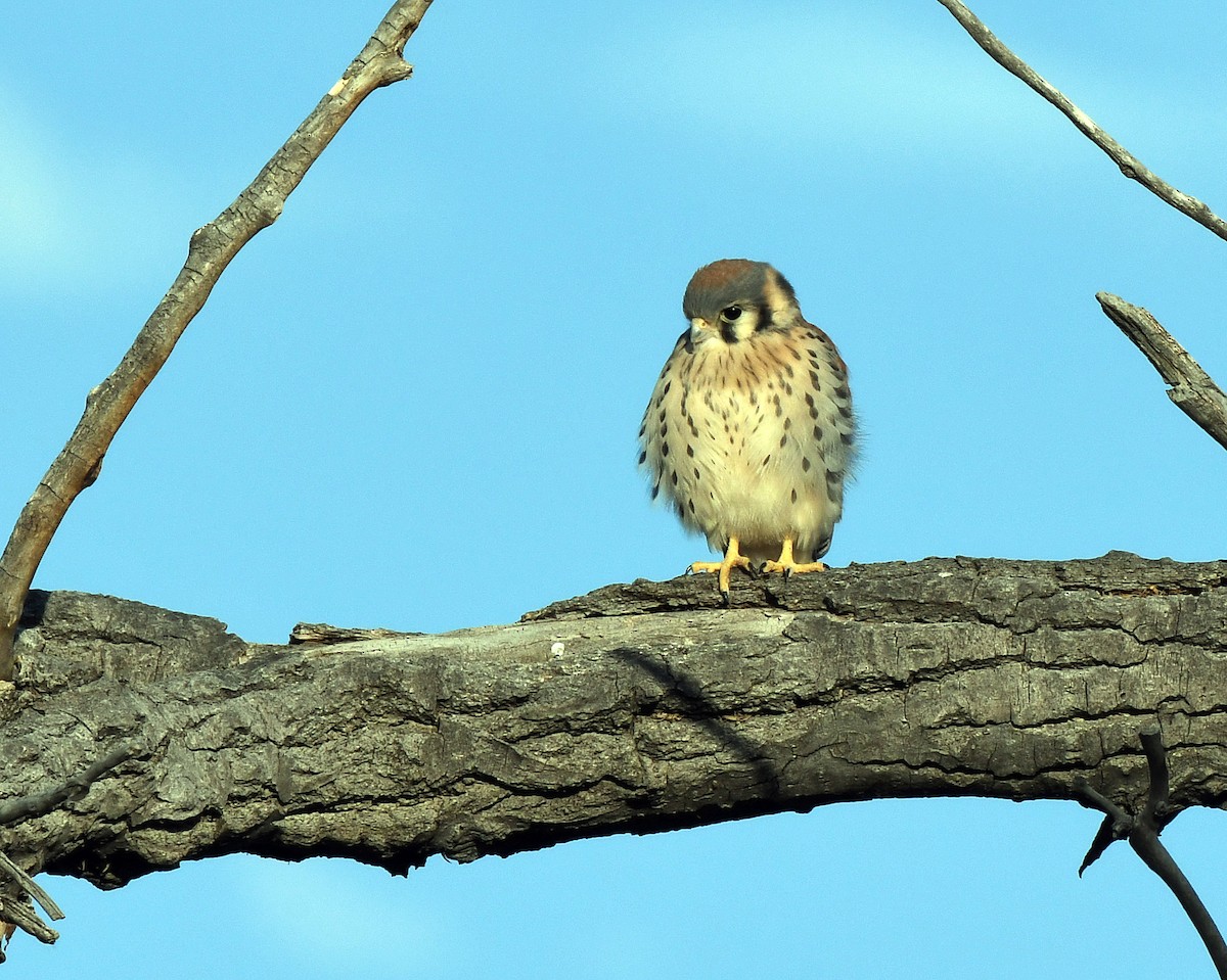 American Kestrel - ML166891351
