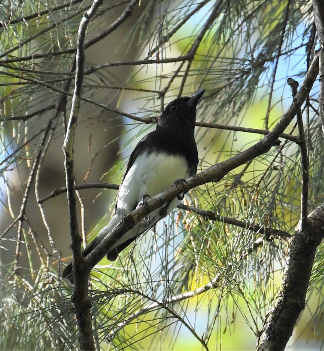 Black-headed Whistler - ML166891401