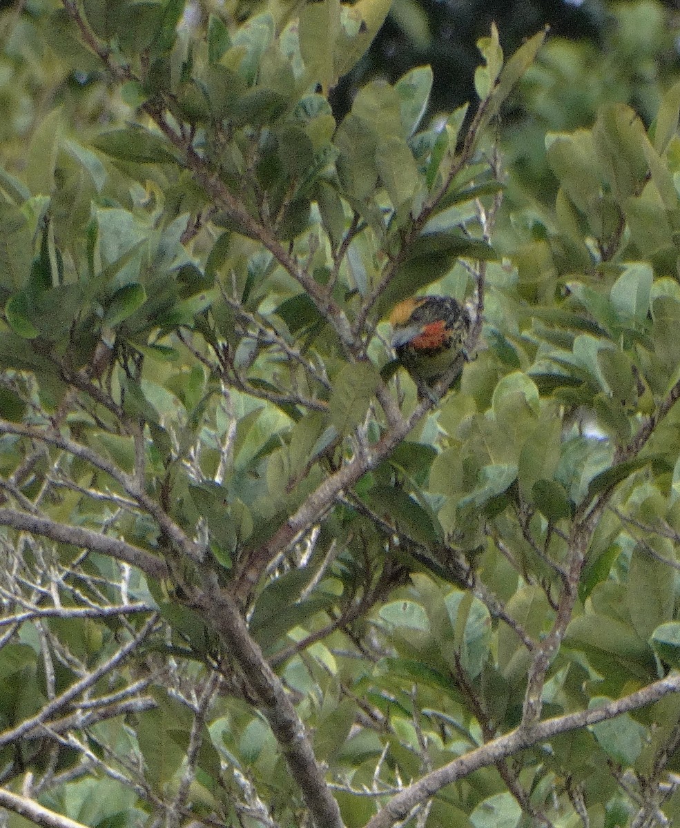 Gilded Barbet - ML166892301