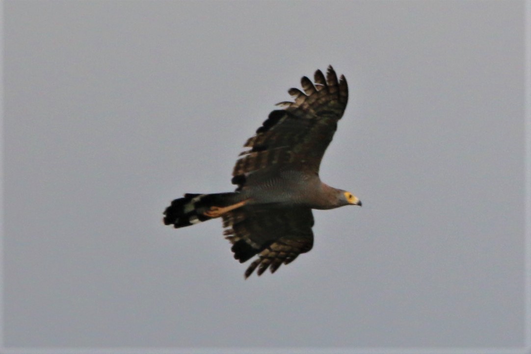 African Harrier-Hawk - ML166893811