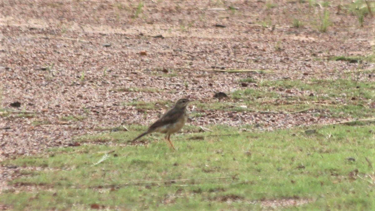 Plain-backed Pipit - ML166895281