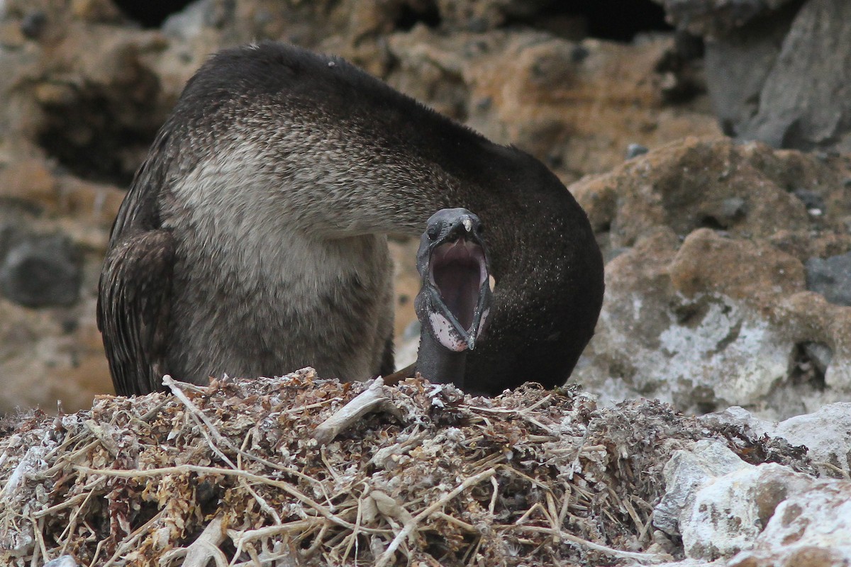 Flightless Cormorant - ML166895841