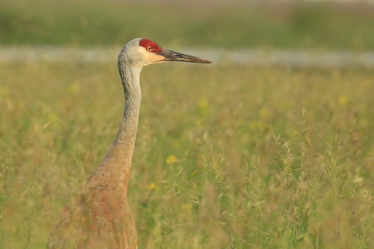 Sandhill Crane - Tim Lenz