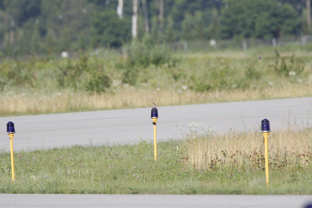 Grasshopper Sparrow - ML166896491