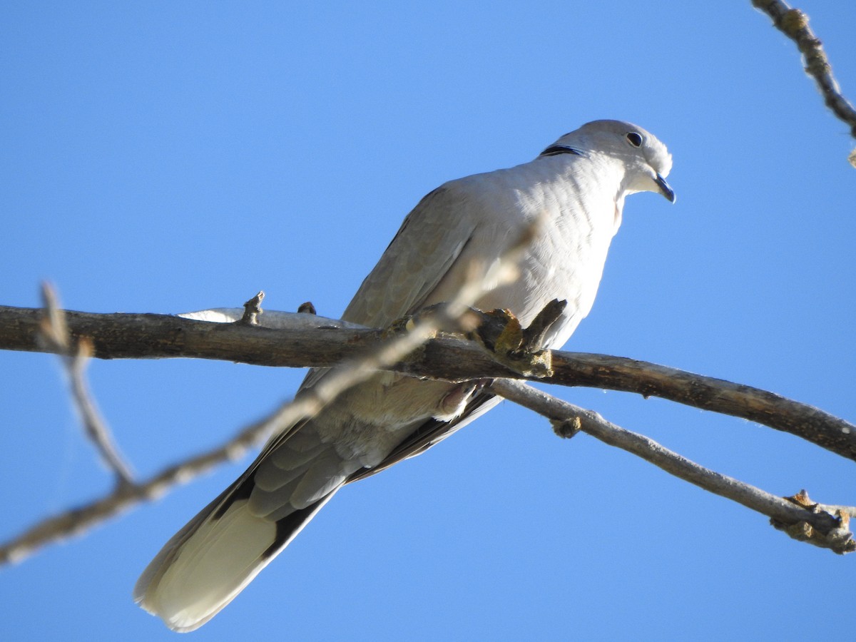 Eurasian Collared-Dove - ML166897771