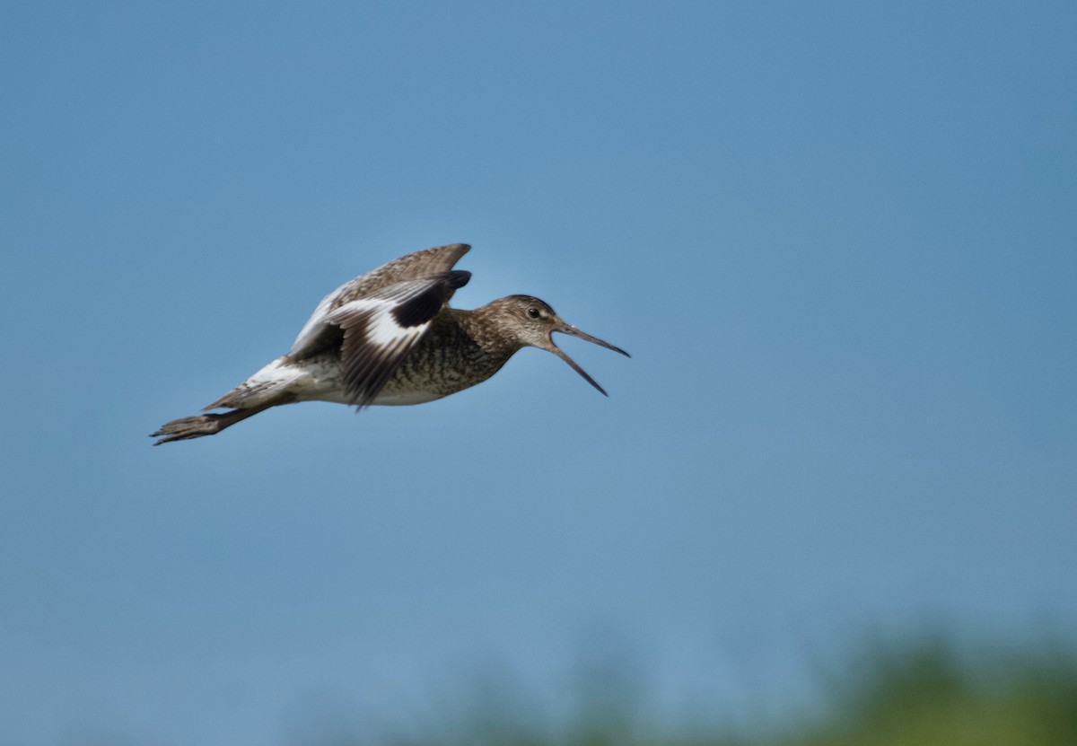 Willet (Eastern) - Will Sweet