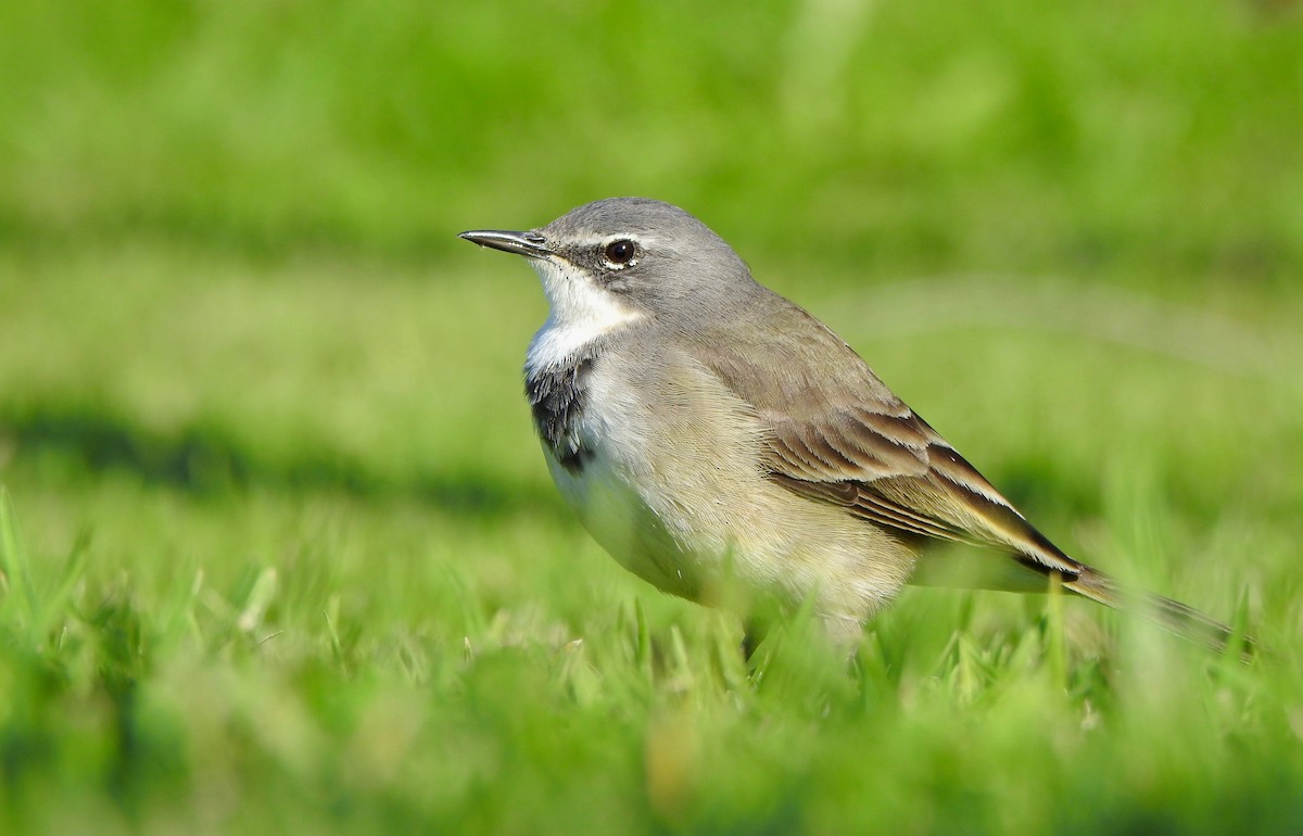 Cape Wagtail - Kalin Ocaña