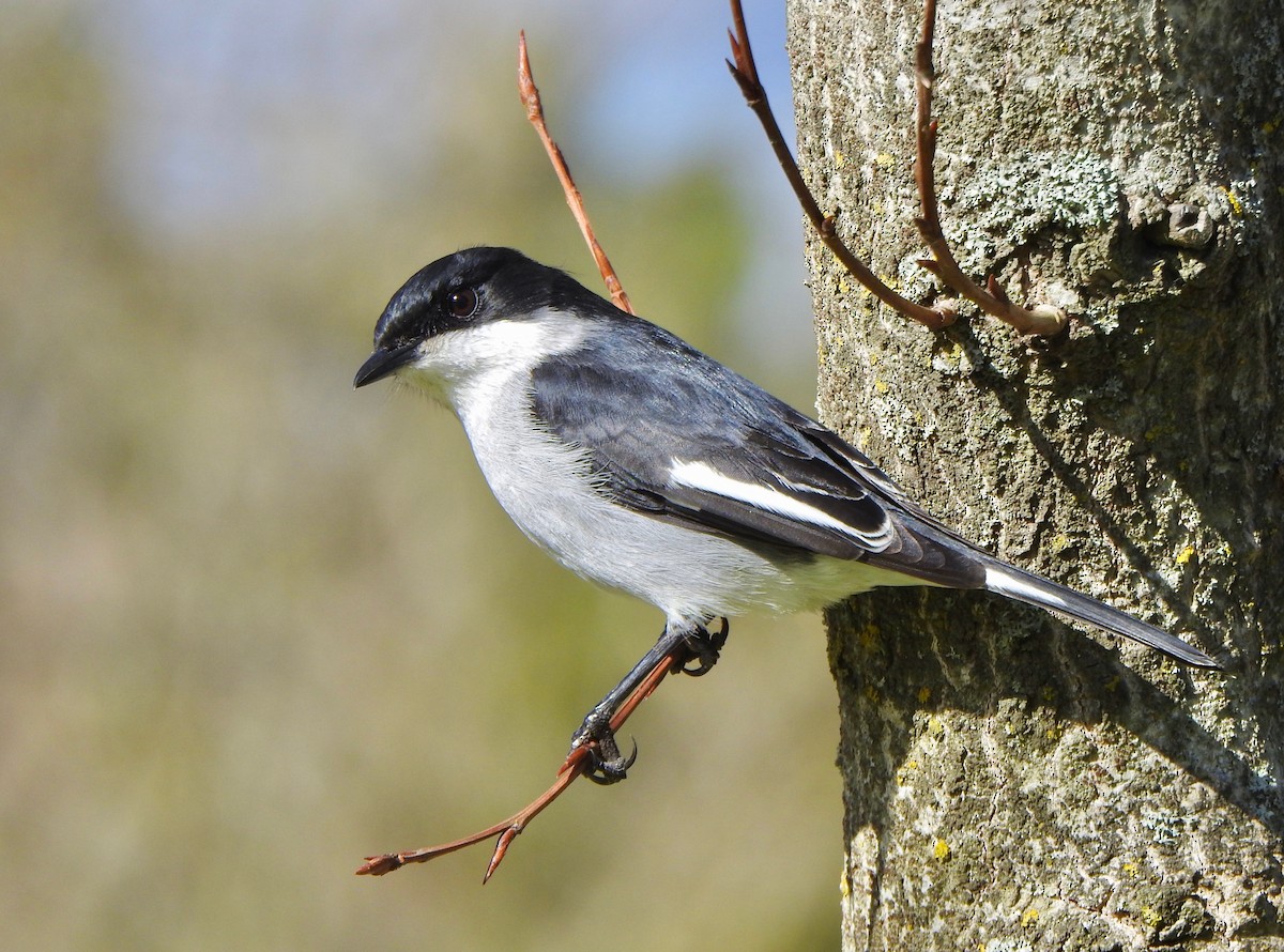 Fiscal Flycatcher - ML166901211