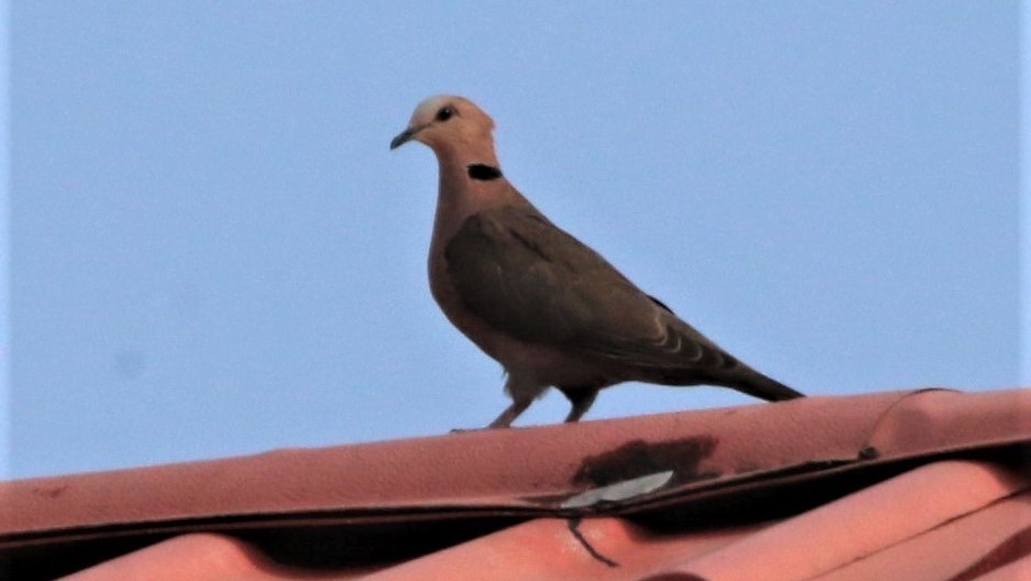 Red-eyed Dove - ML166901641