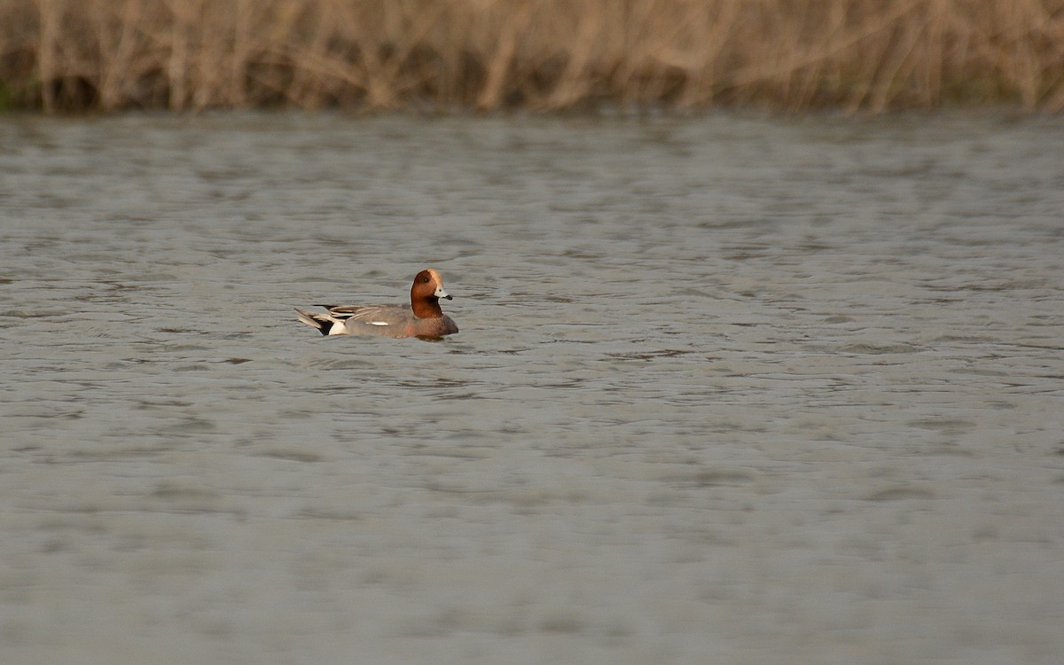 Eurasian Wigeon - ML166902301