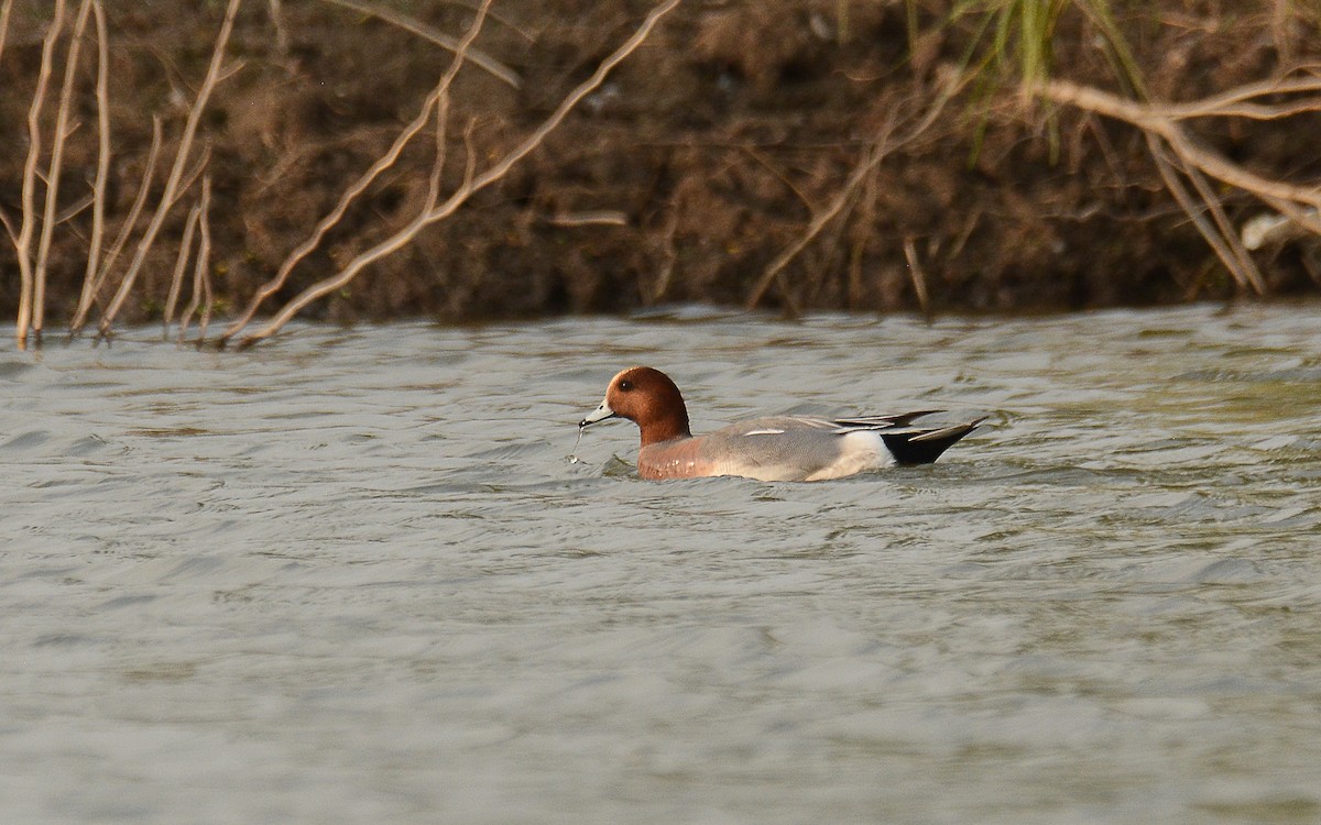 Eurasian Wigeon - ML166902391