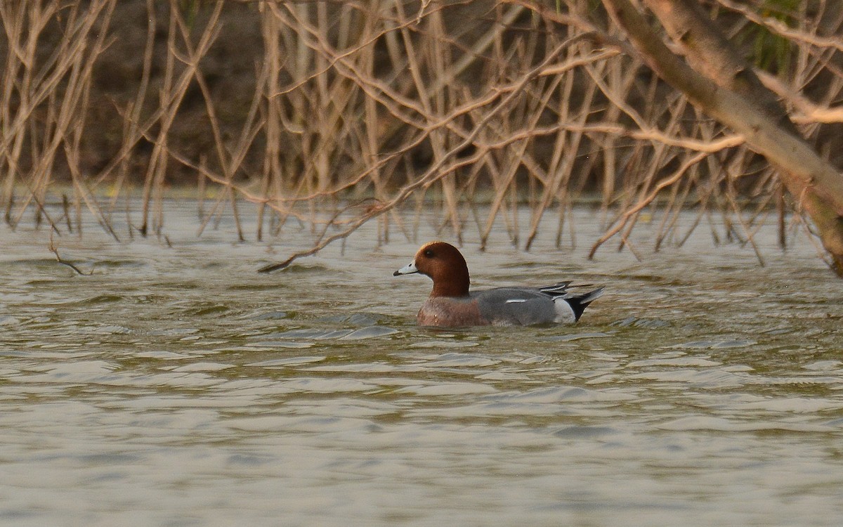 Eurasian Wigeon - ML166902501