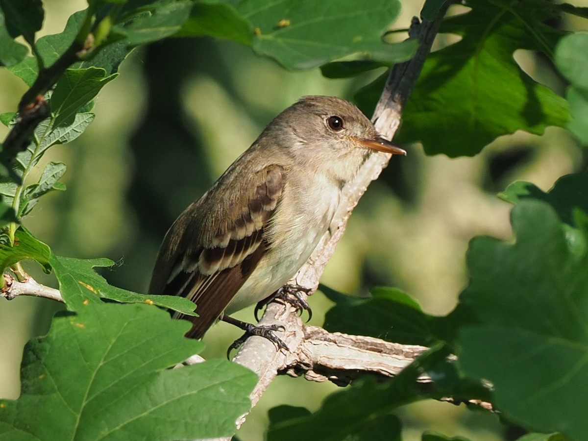 Willow Flycatcher - Denis Allard