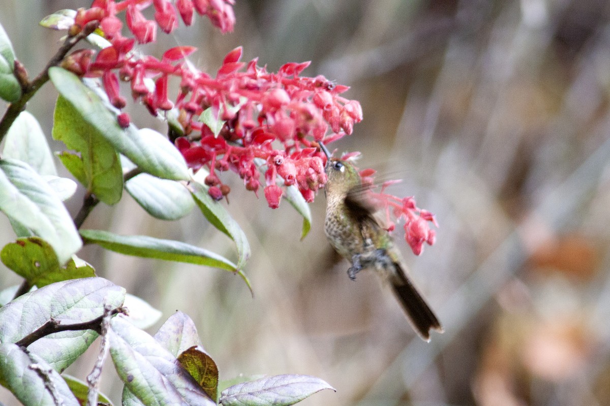 Rufous-capped Thornbill - Jeff 'JP' Peters