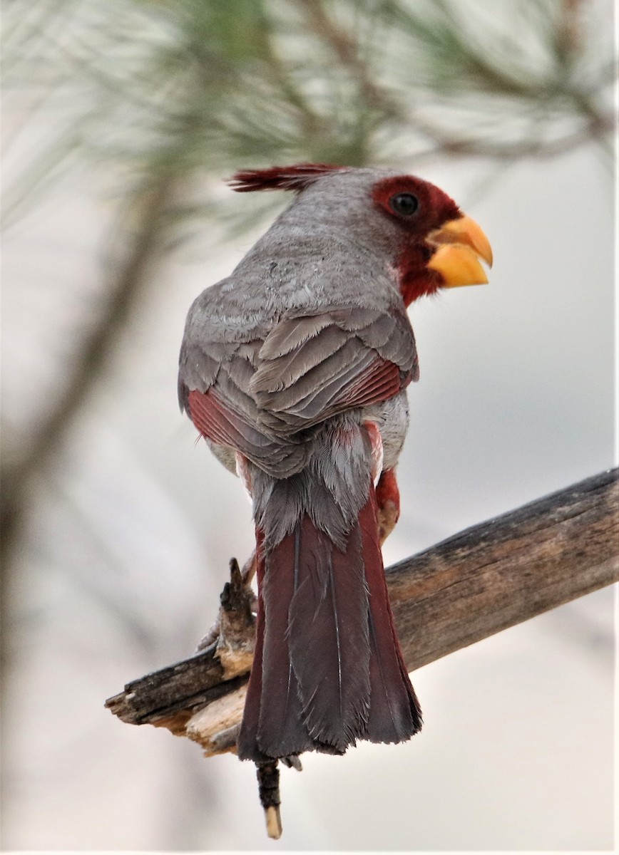 Pyrrhuloxia - ML166905651