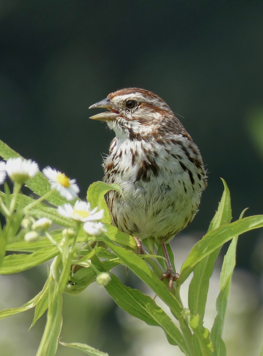 Song Sparrow - ML166905791