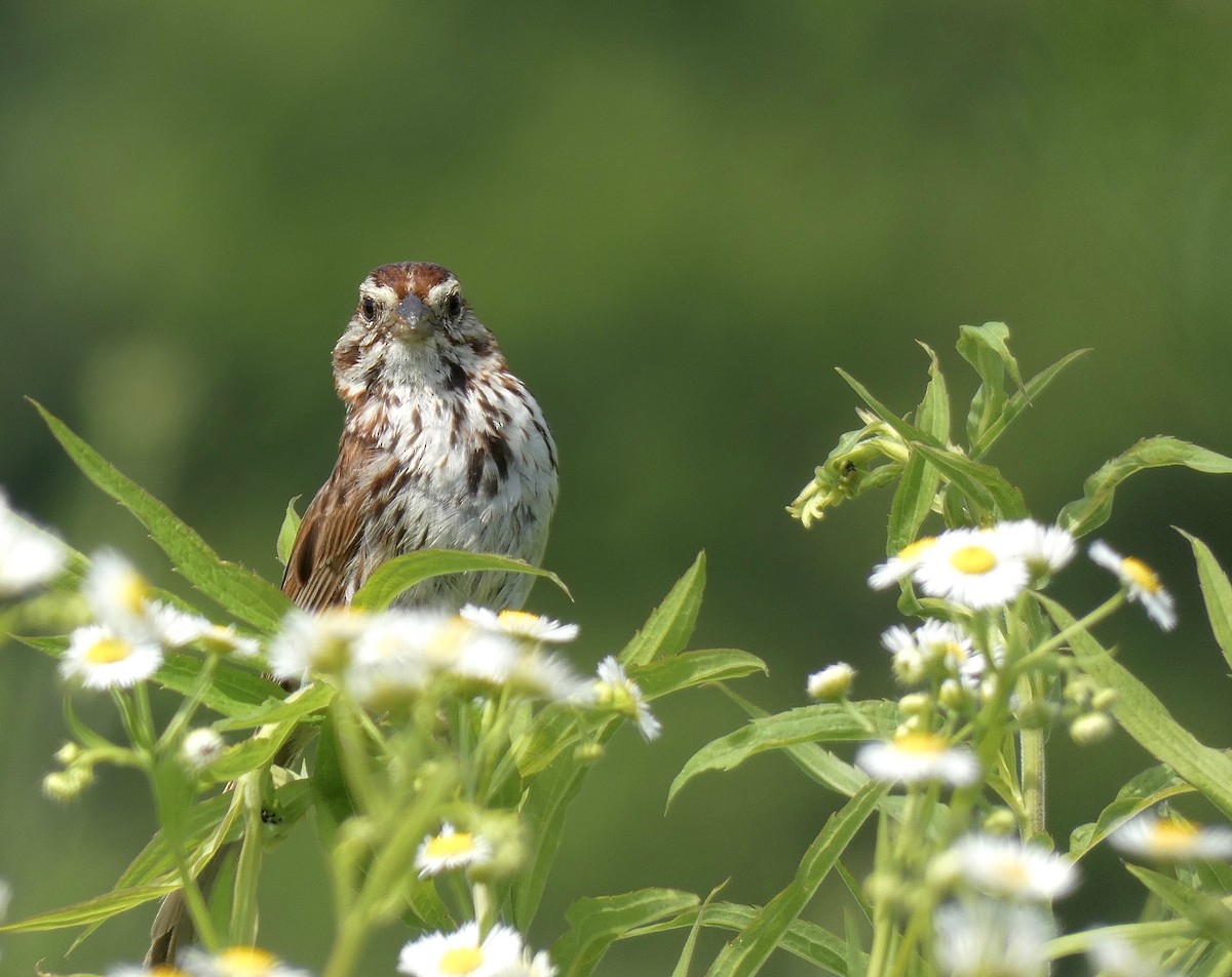 Song Sparrow - ML166905801