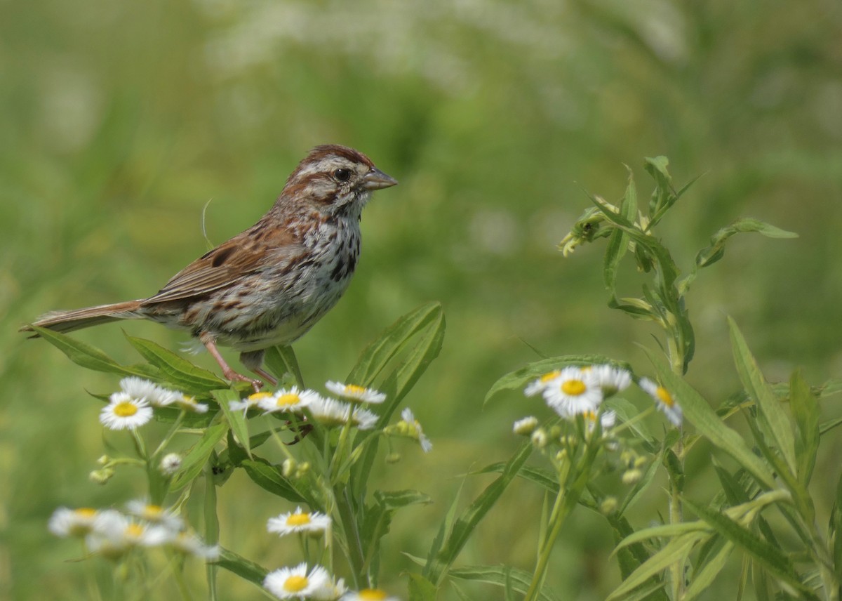 Song Sparrow - ML166905831