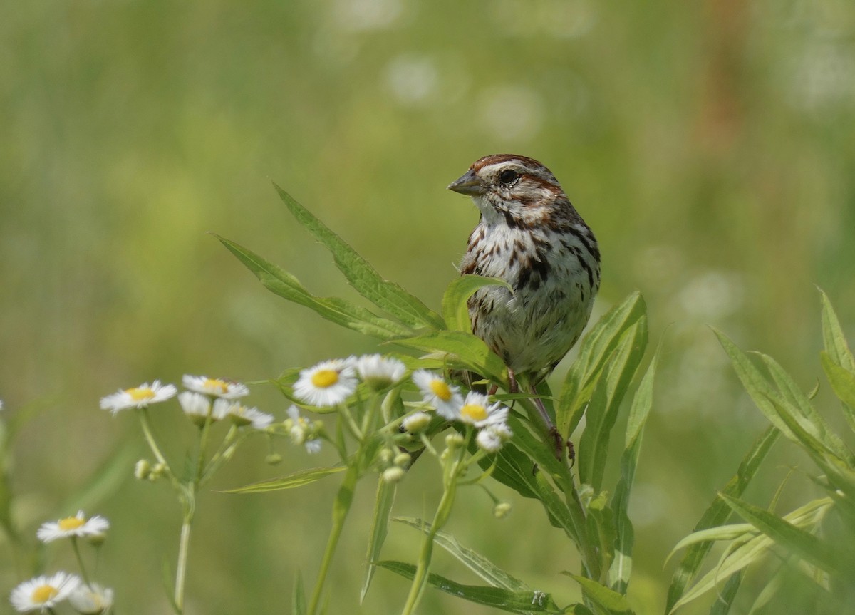 Song Sparrow - ML166905841