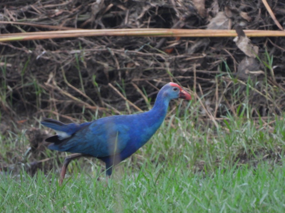 Gray-headed Swamphen - ML166905931