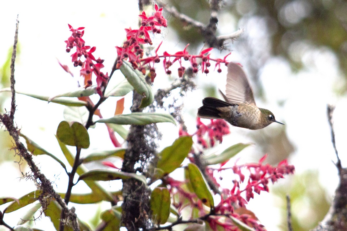 Tyrian Metaltail - Jeff 'JP' Peters