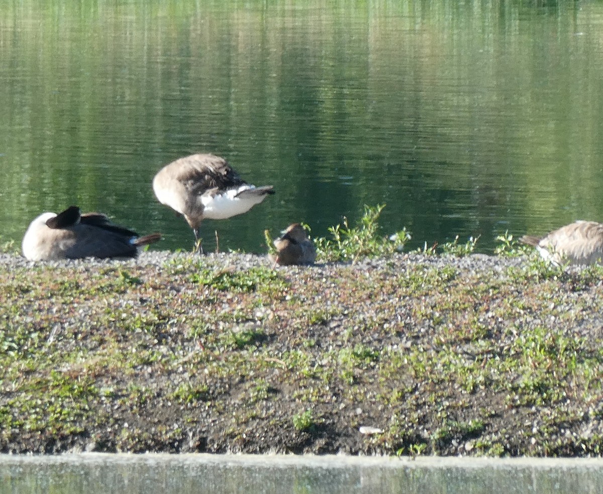 Canvasback - ML166910061