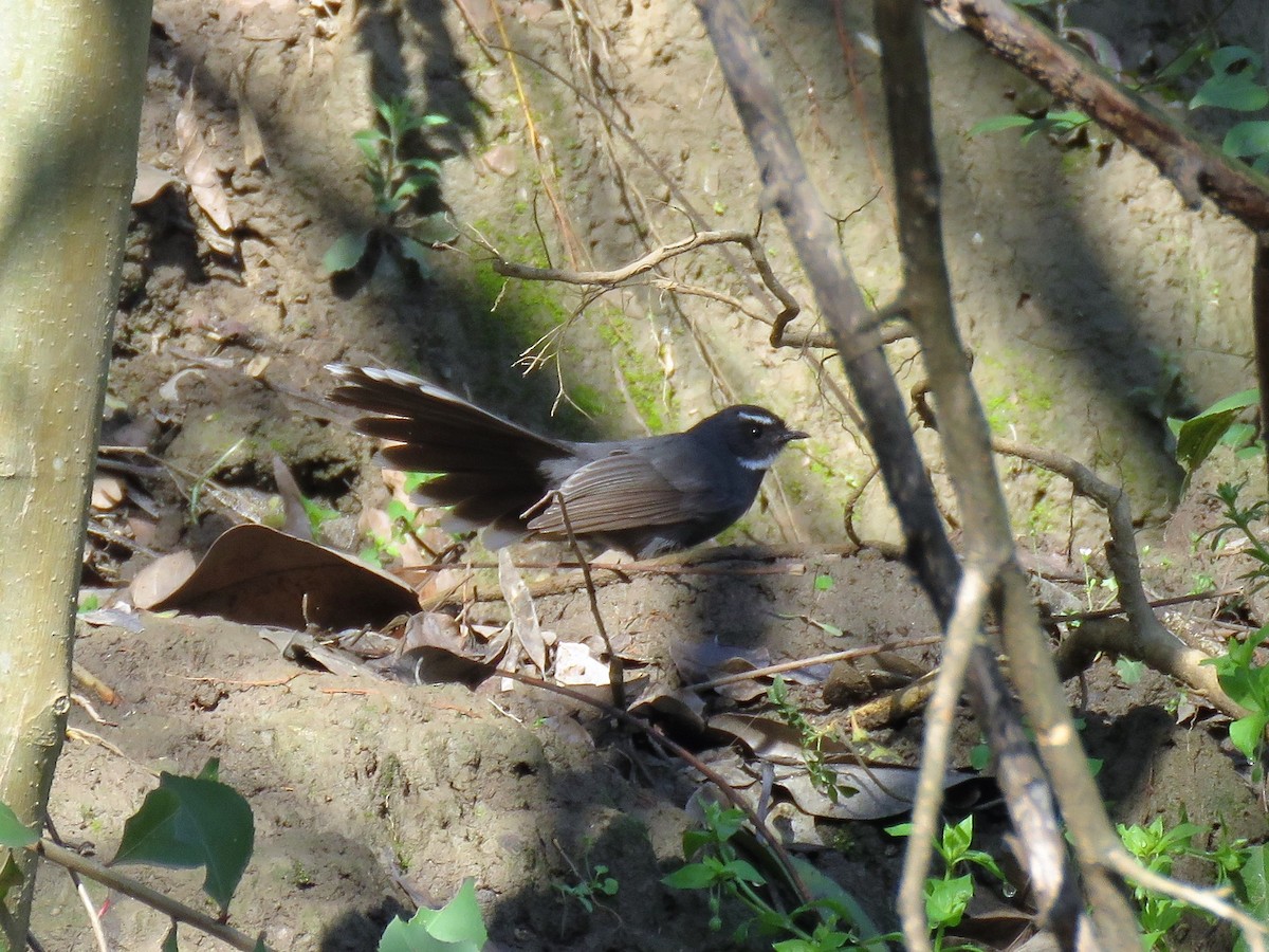 White-throated Fantail - ML166910591