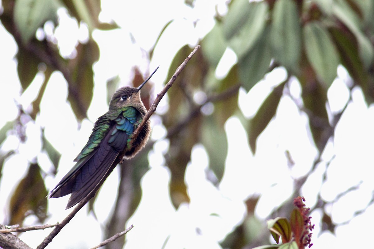 kolibřík modrokřídlý - ML166911081