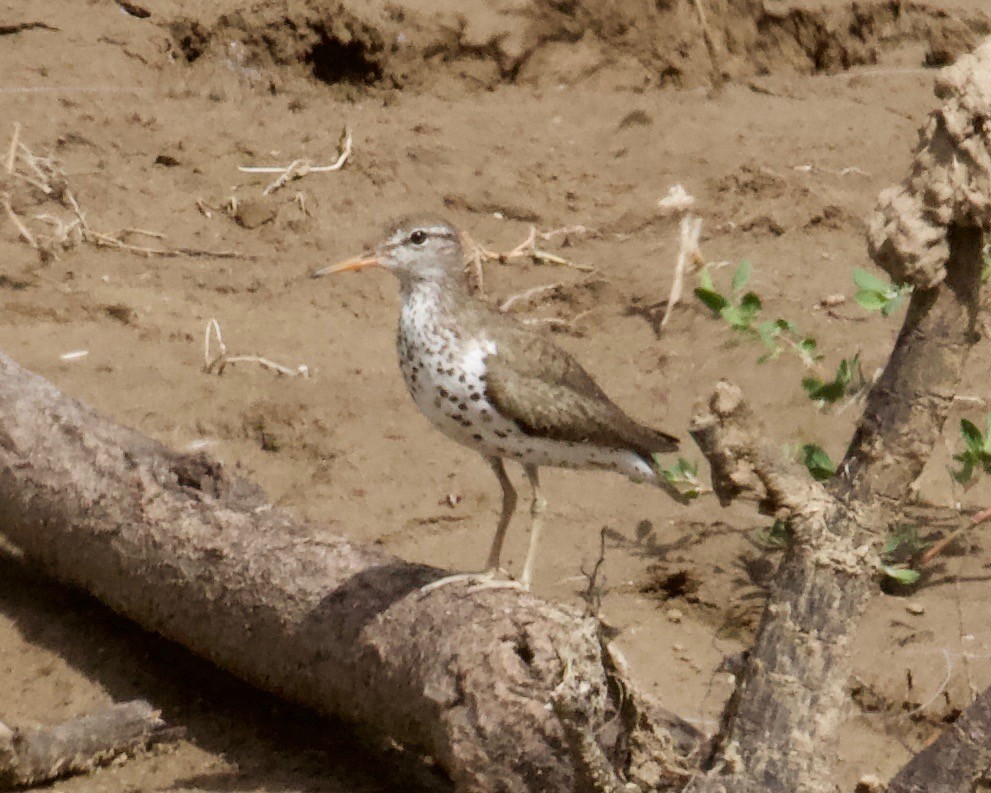 Spotted Sandpiper - Terence Degan