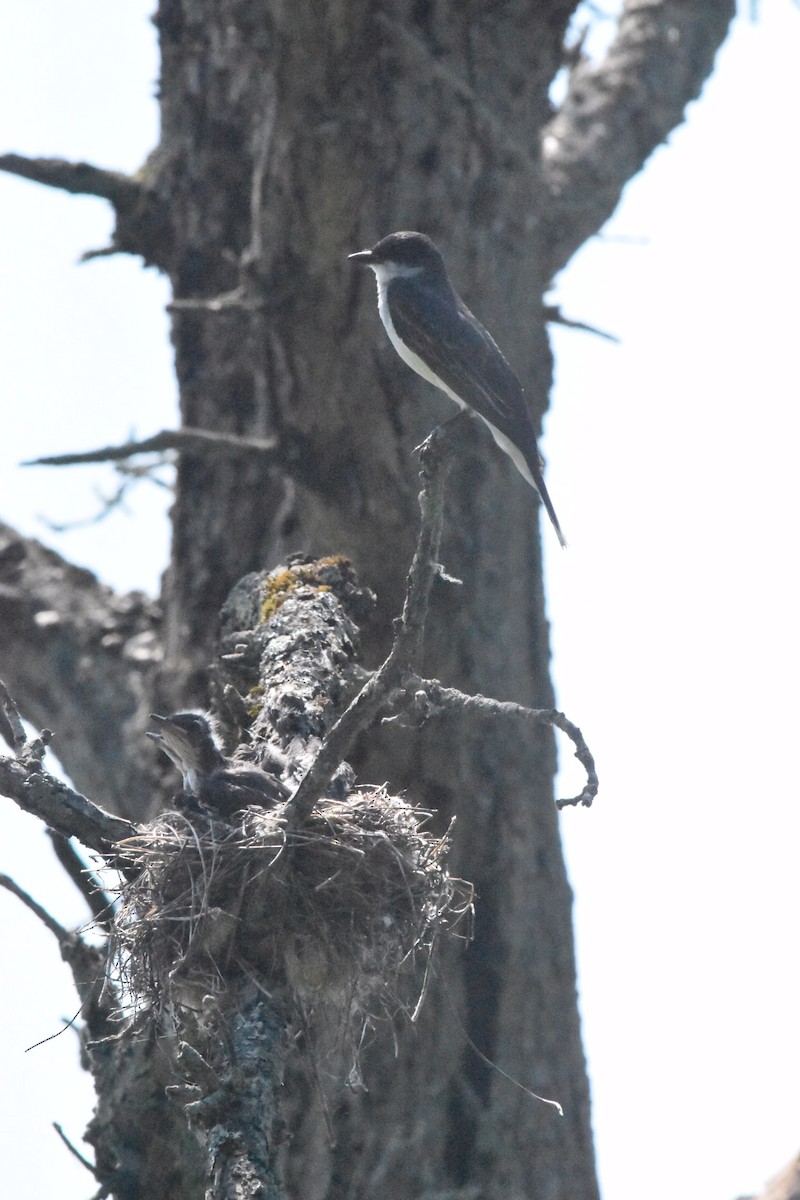 Eastern Kingbird - ML166913361