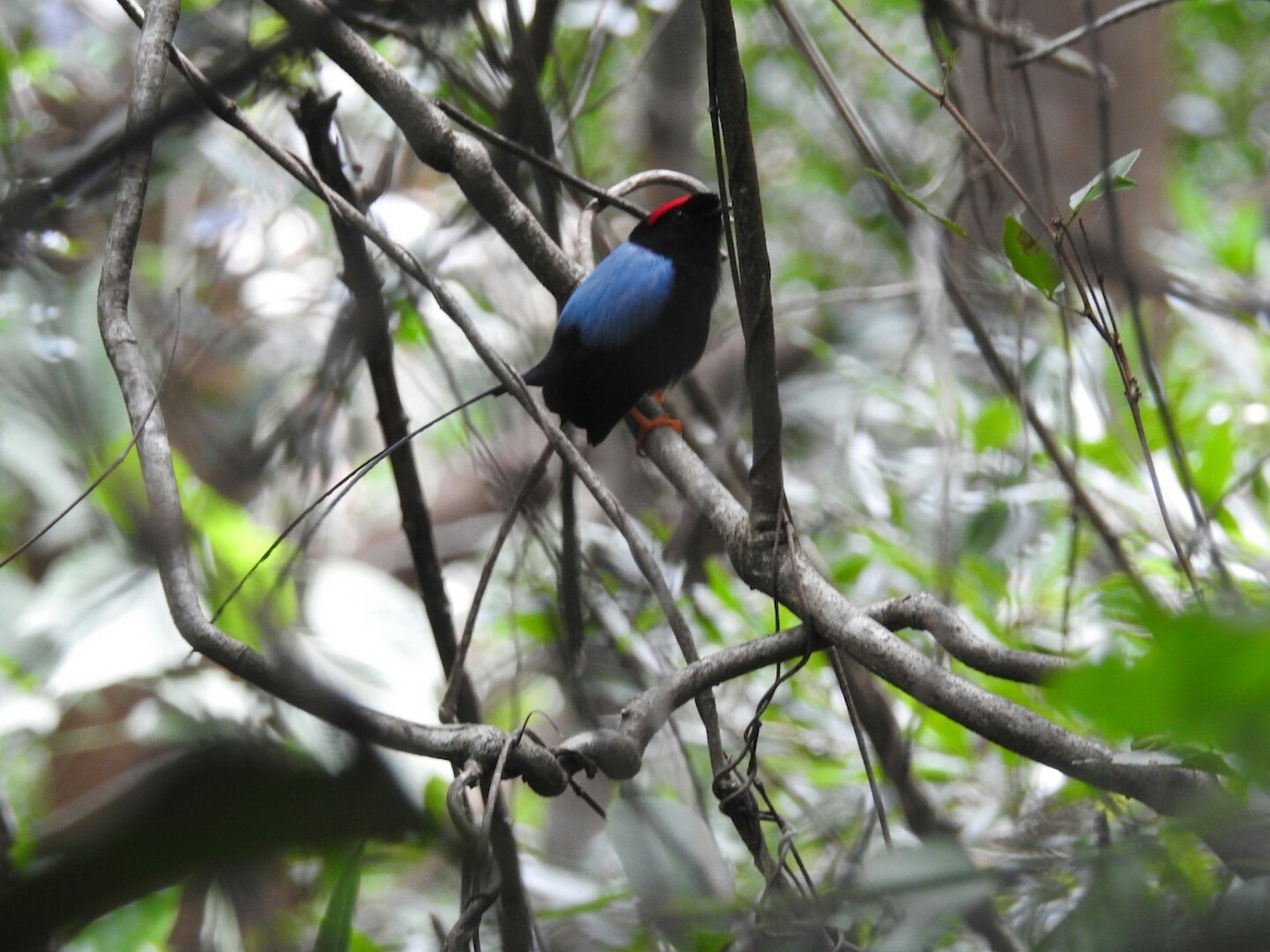 Long-tailed Manakin - ML166914271