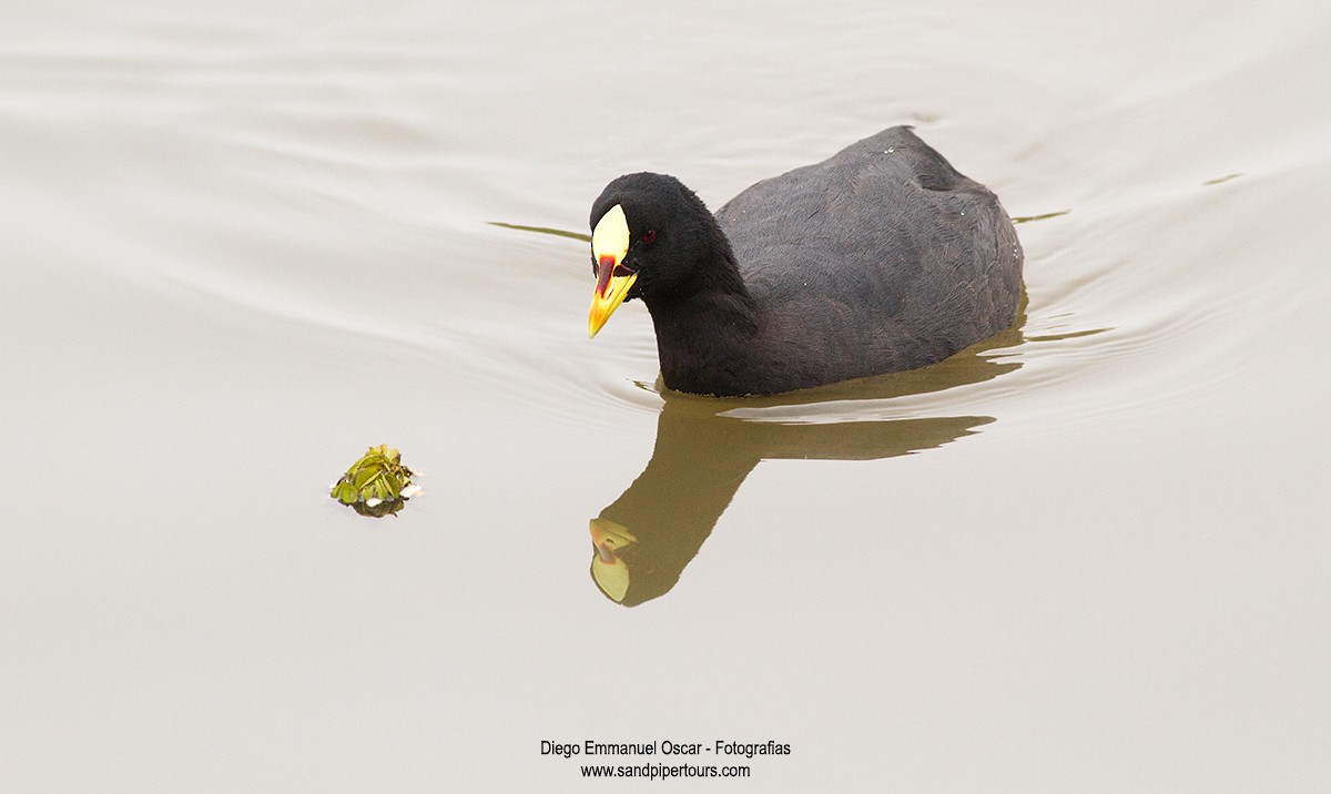 Red-gartered Coot - ML166914281