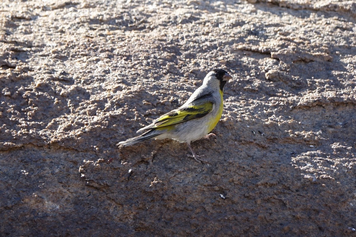 Lawrence's Goldfinch - ML166915291