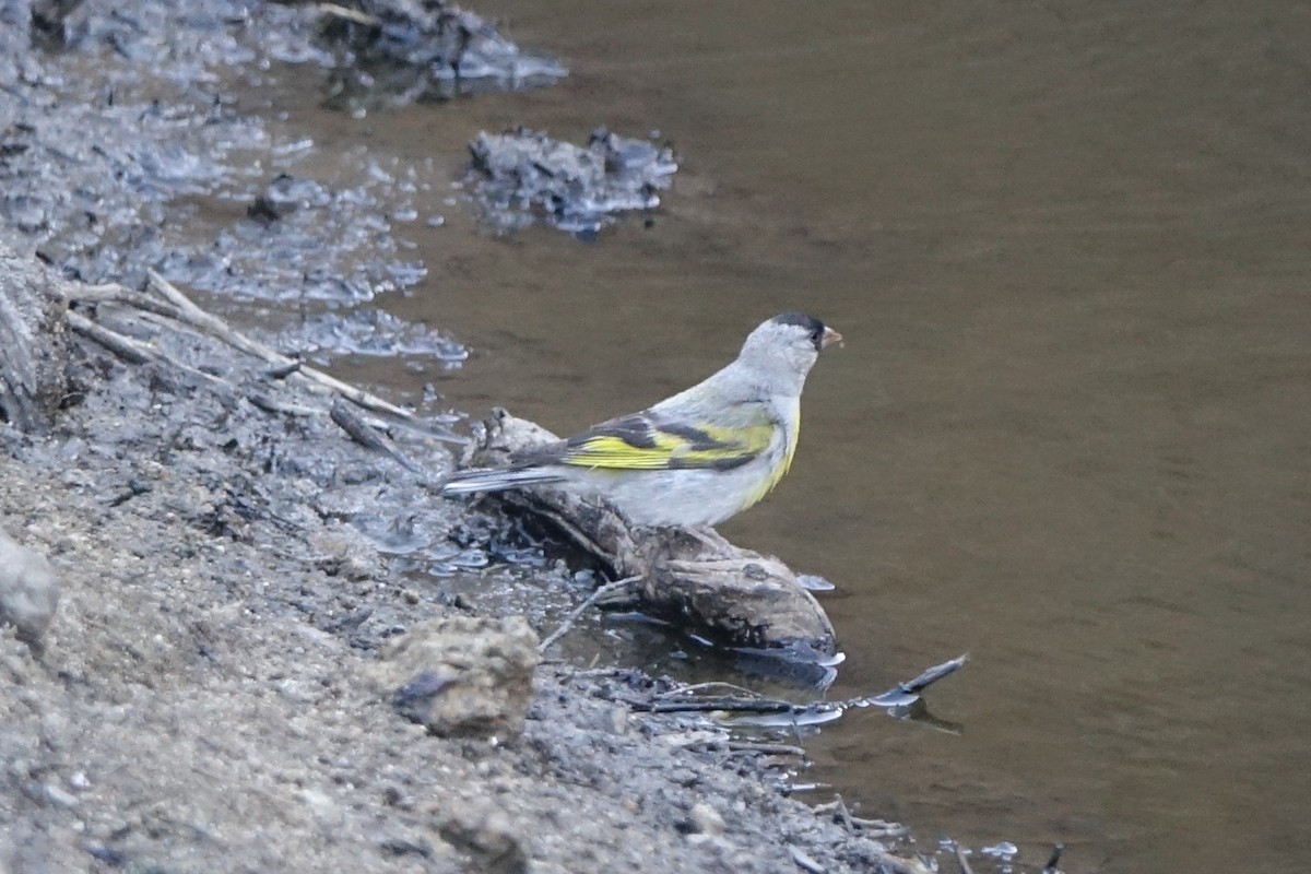 Lawrence's Goldfinch - ML166915301