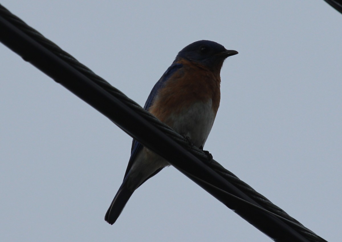 Eastern Bluebird - Frank Izaguirre