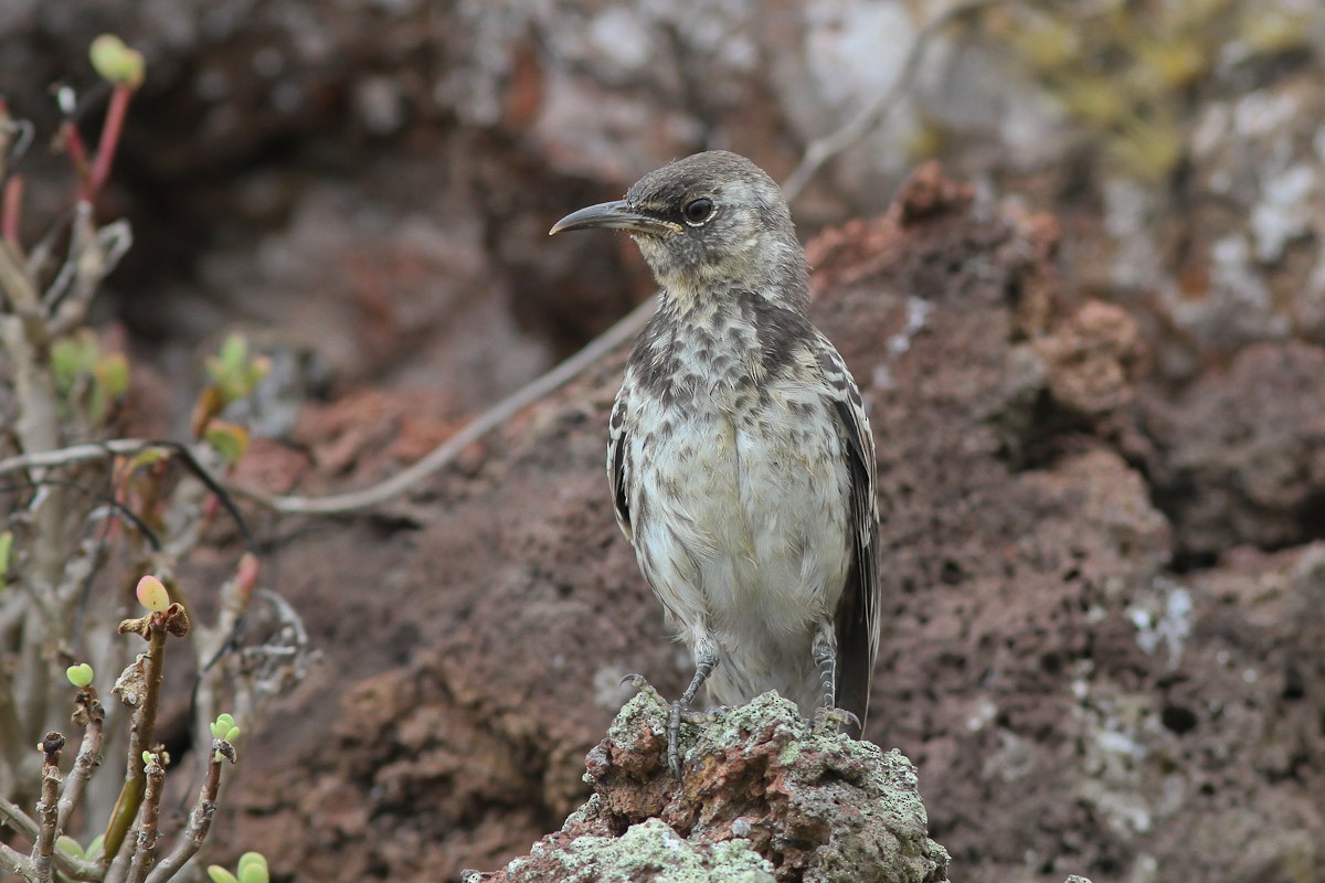 Floreana Mockingbird - ML166915821