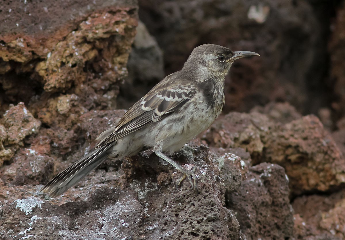 Floreana Mockingbird - ML166915841