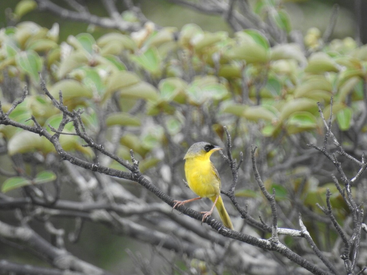 Gray-crowned Yellowthroat - ML166916561