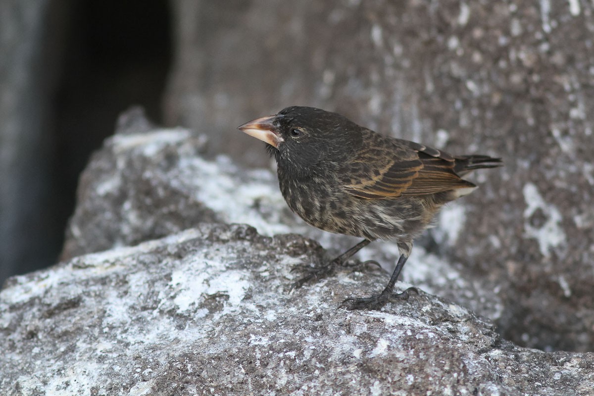 Genovesa Cactus-Finch - Michael O'Brien