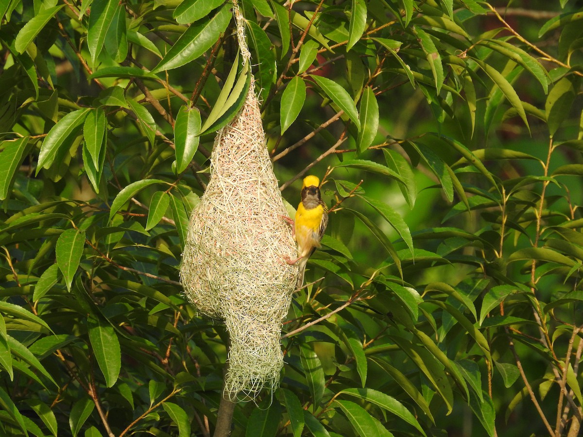 Baya Weaver - Ashwin Viswanathan